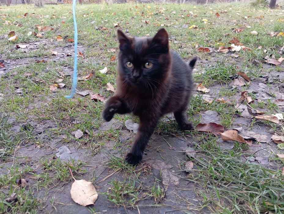 Алабай вбив маму