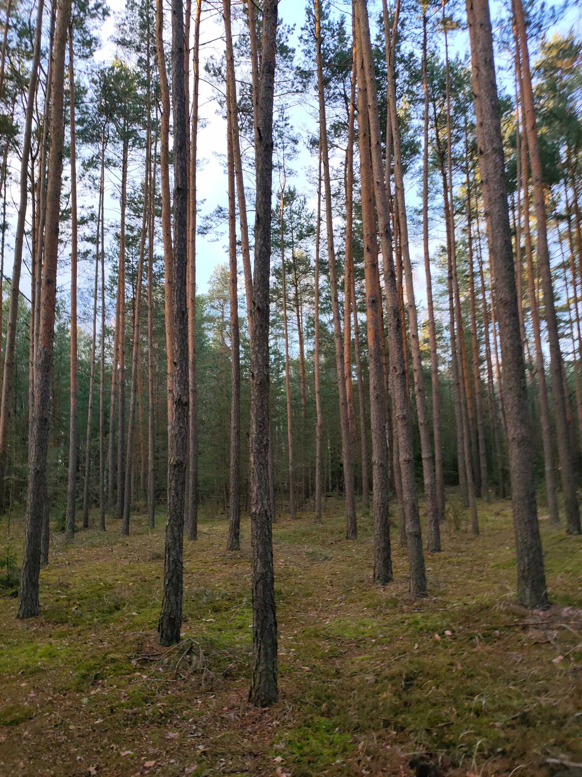 Usługi wycinki drewna skup drewna sosna brzoza dąb i lasu na pniu