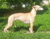 Щенки Уиппета. Mалая английская борзая. Whippet