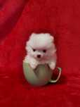 Szpic miniaturowy Pomeranian -  dziewczynka