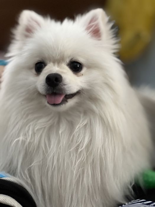 Ищу девочку Шпица для случки