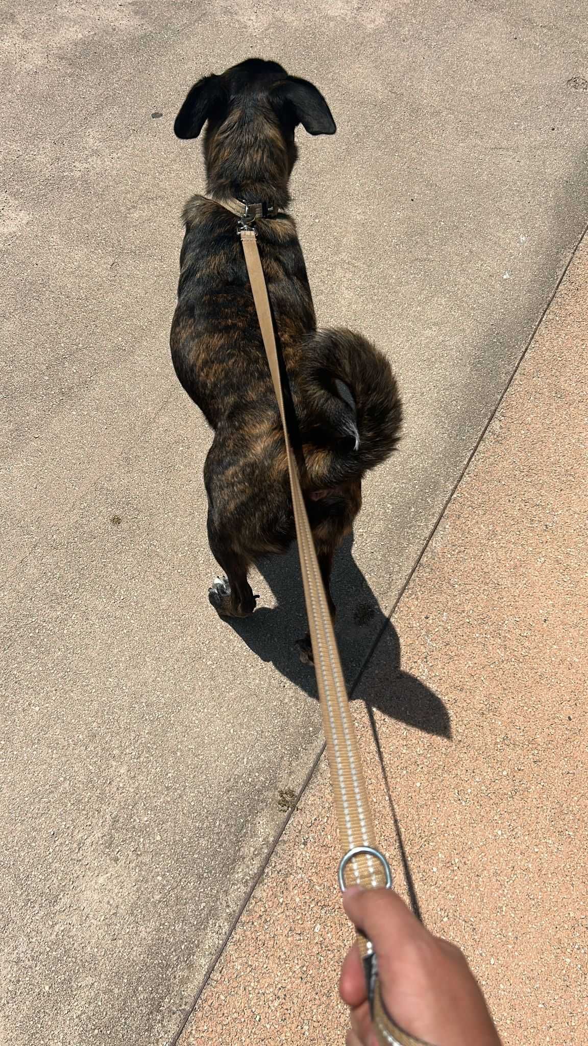 Cão de Fila de São Miguel