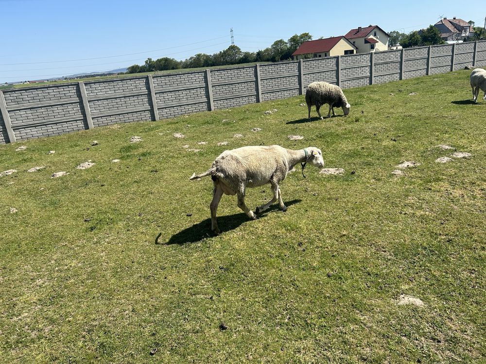 Owce plus baran lacaune fryzyjskie 6 sztuk