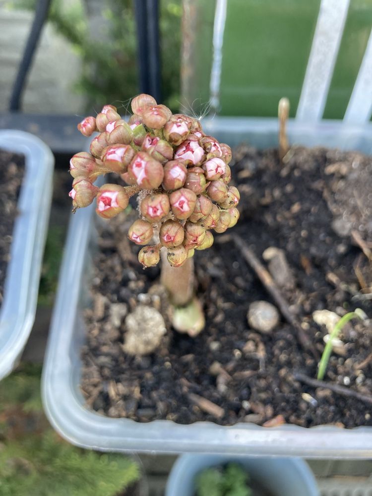 sadzonki drzew leszczyna, dąb, aronia, bergenia, brzoza i wiele innyc