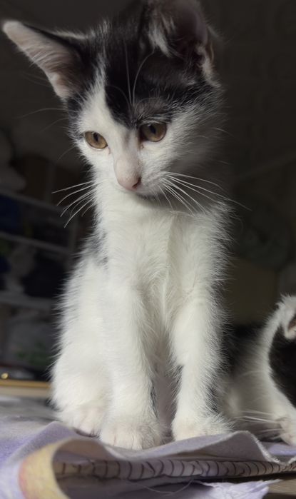 Кошенятко шукає Вас