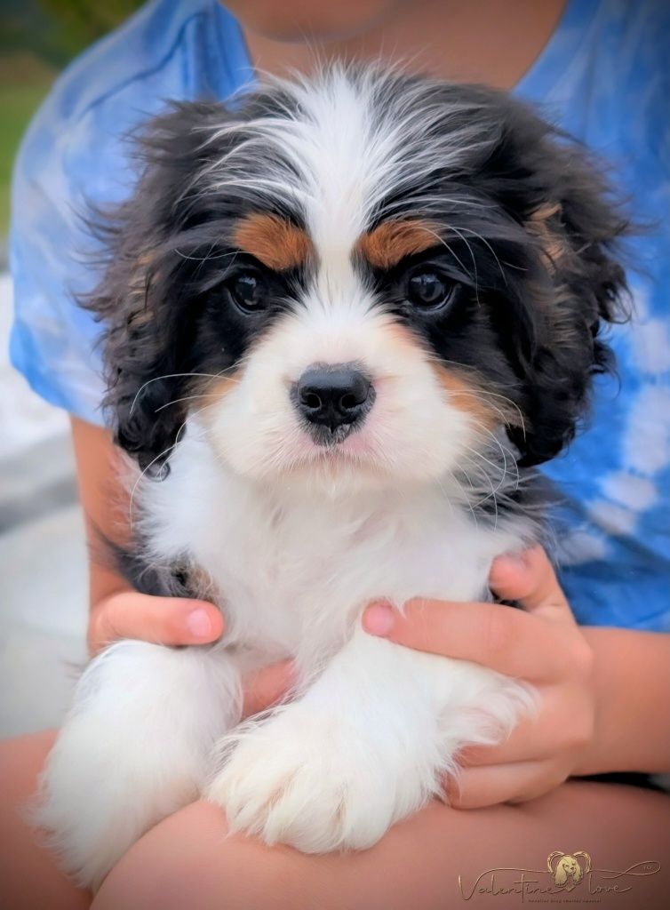 Cavalier King Charles Spaniel ZKwP FCI