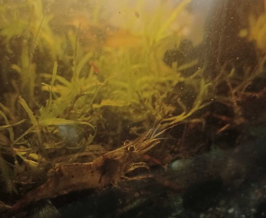 Аквариумная креветка   пресноводная Макробрахиум санитар