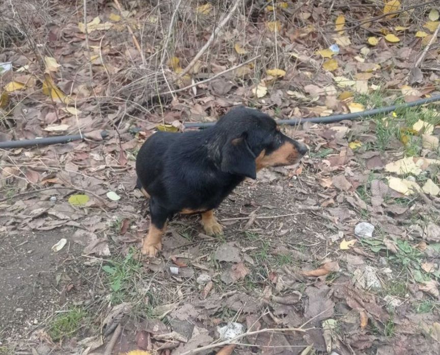 Замечена собака Шевчик,Дд
