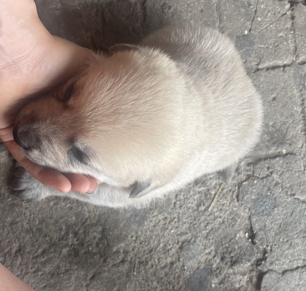 Caes pra adoar quem quiser