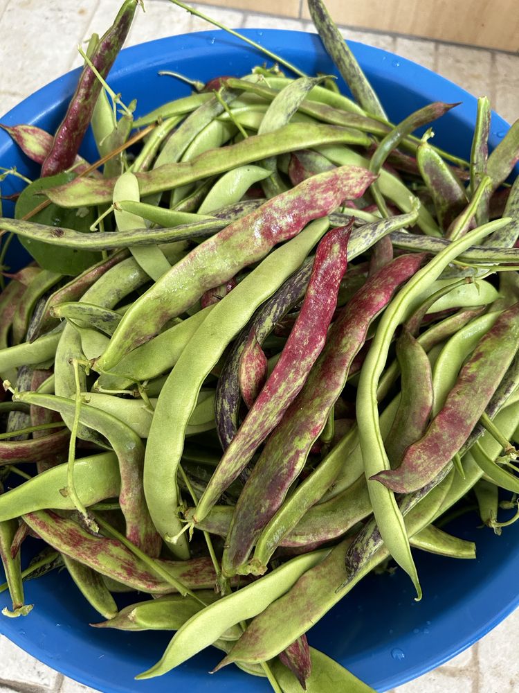 Batata nova biologica entre outros legumes