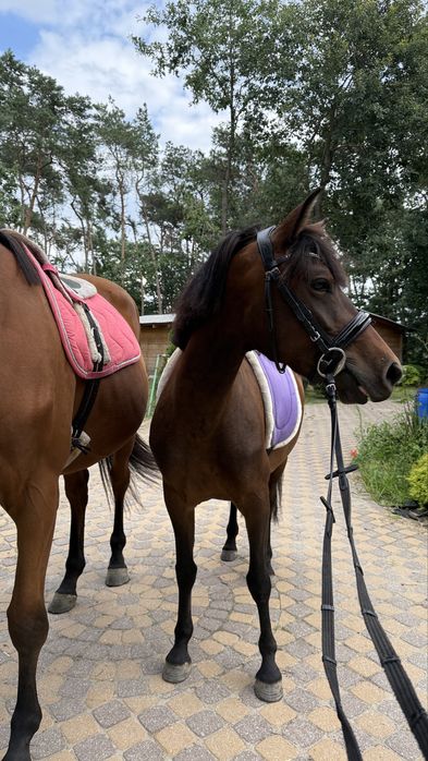 Sprzedam klacz huculską