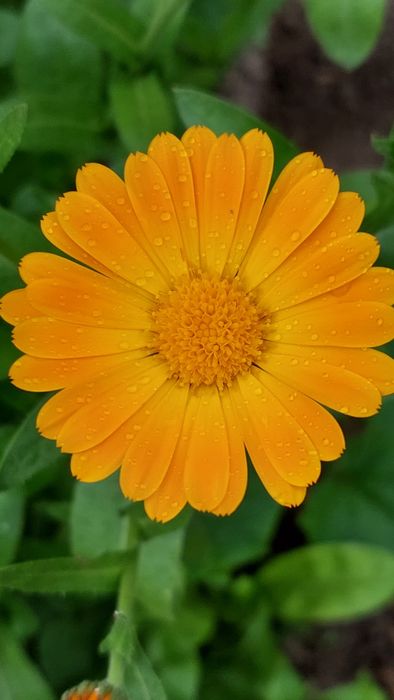 Календула насіння нагідки насіння