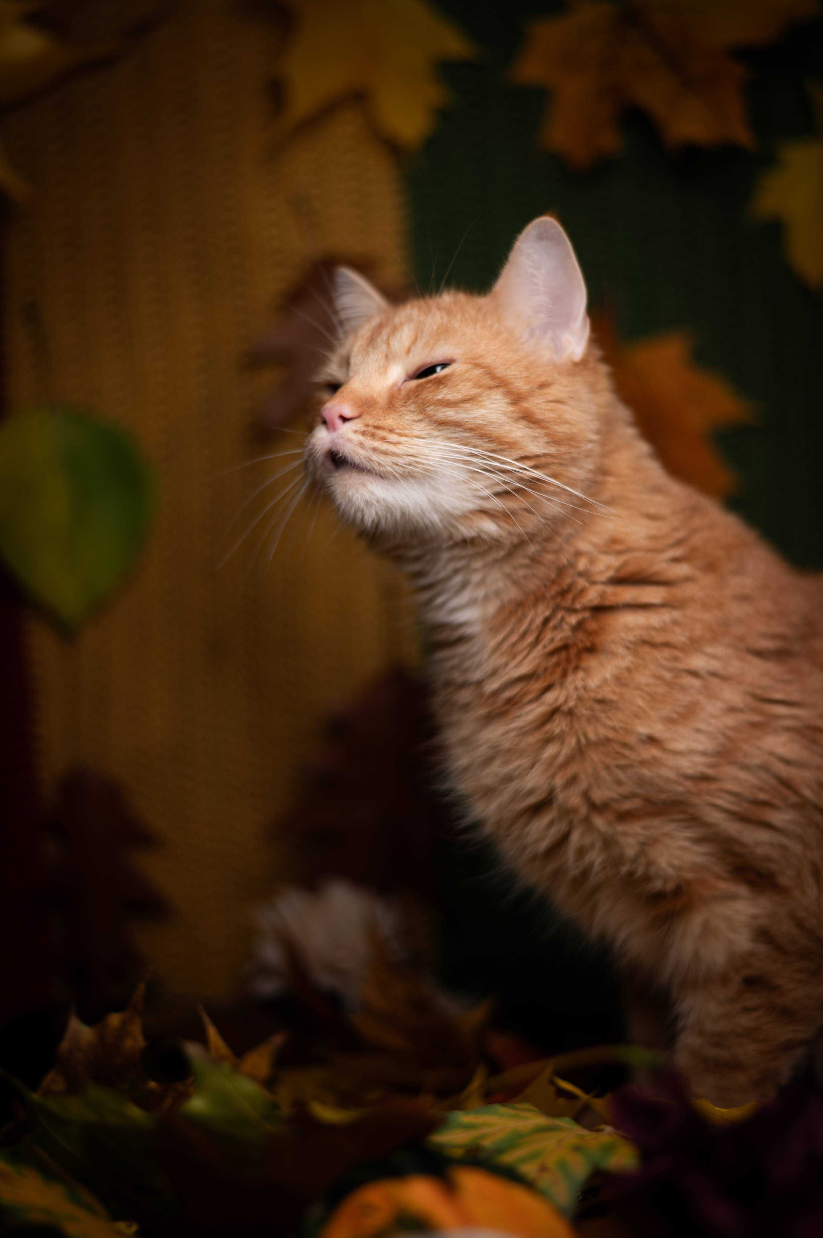 MARS kocur do adopcji