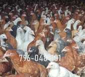 Kury Nioski Kolorowe Rosa Dominant Leghorn Lohman Leghorn