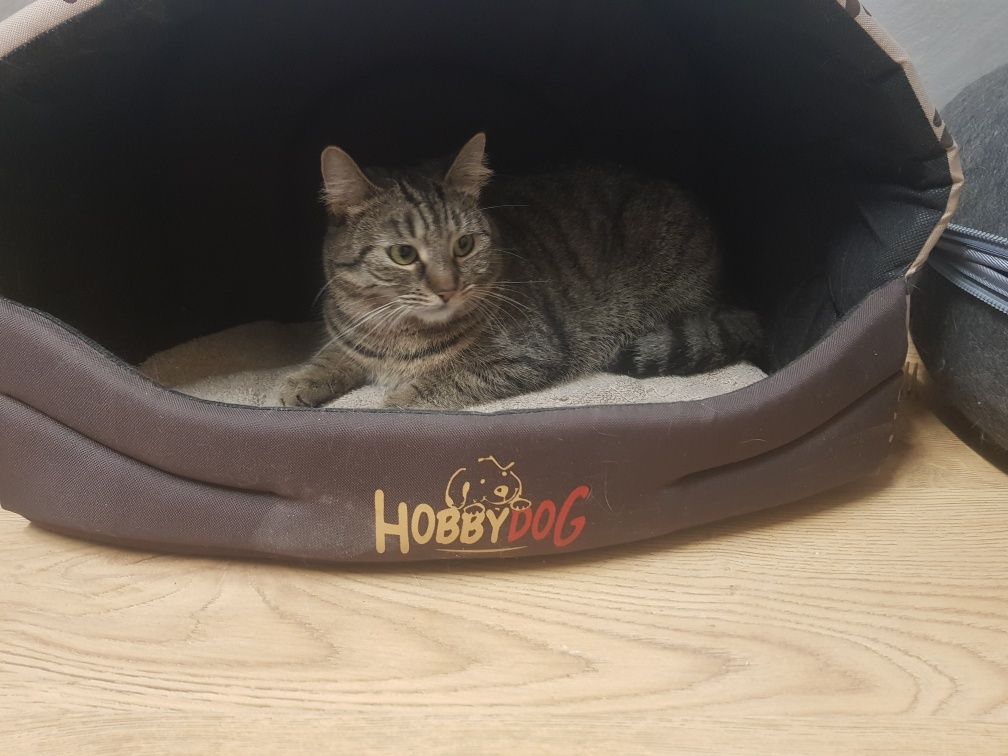 Kotka Hulanka poleca się do adopcji