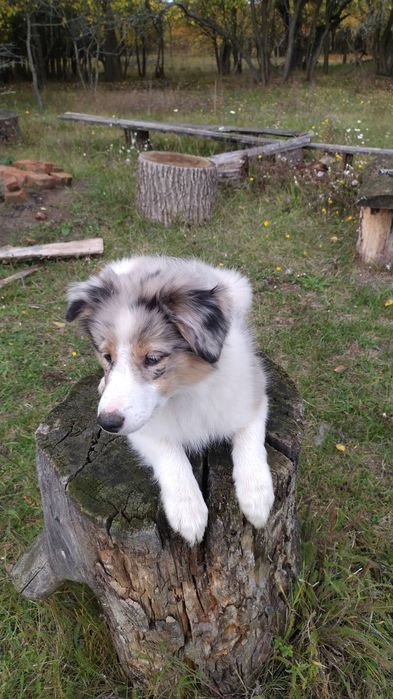 Цуценята Бордер коллі