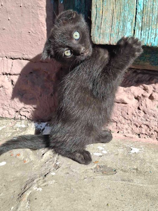 Кошенята чорні висловухі
