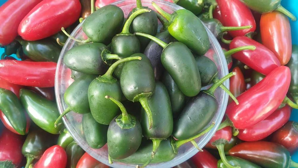 Продам насіння Jalapeno / Халапеньо