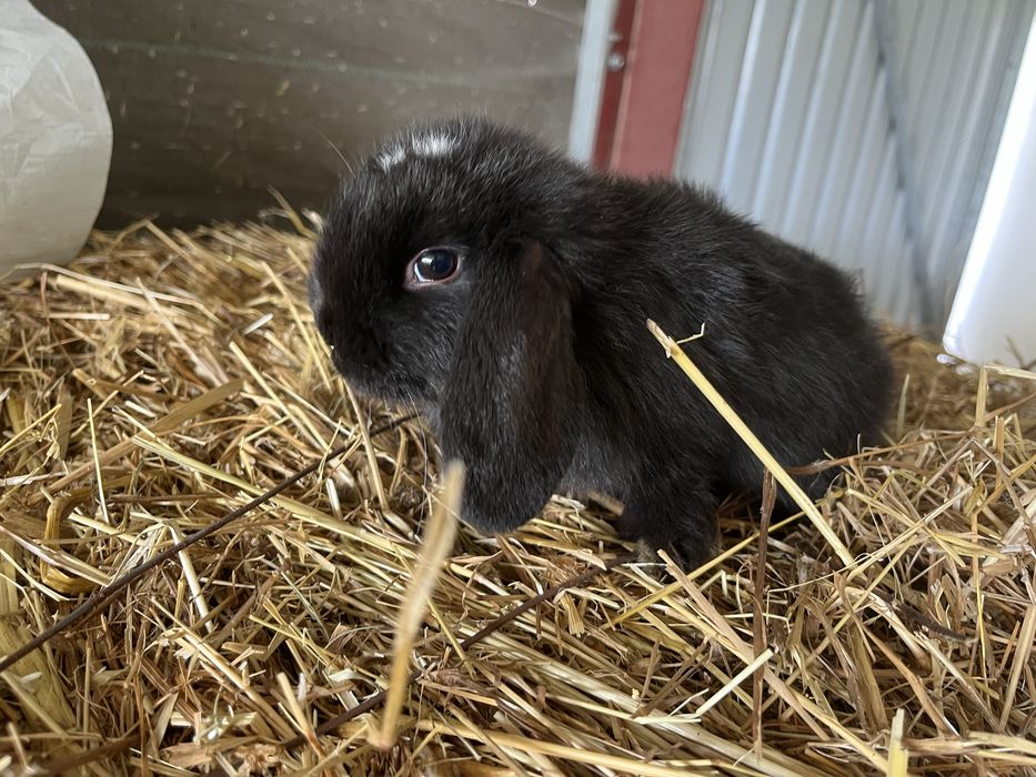 Coelhos anões de várias cores