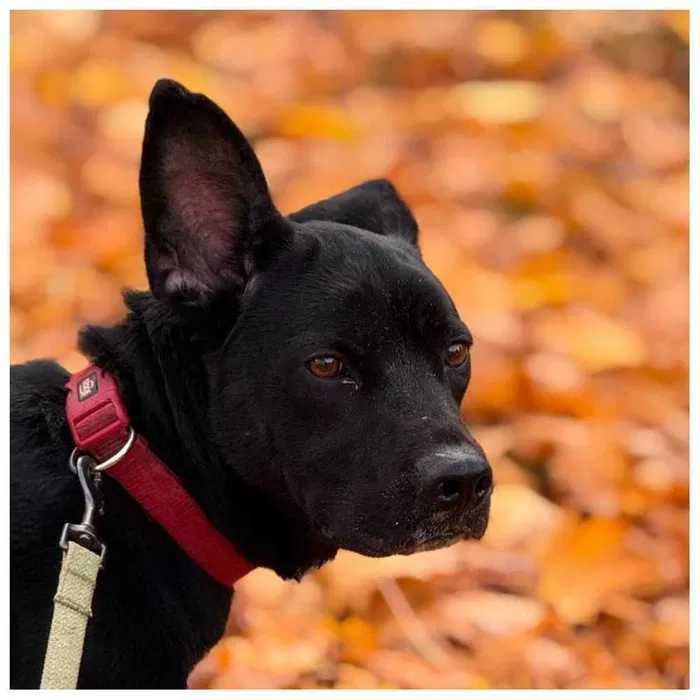 Пес Блек ищет дом