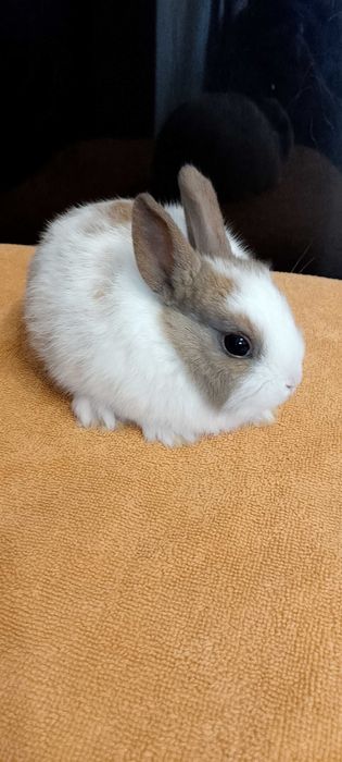 Króliczki miniaturki