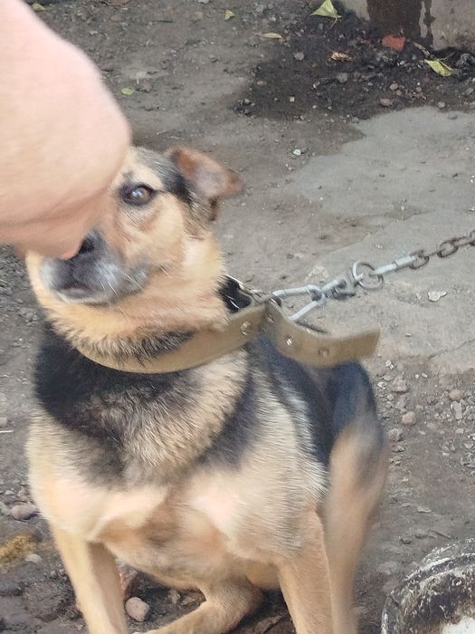 Собака ищет новый дом