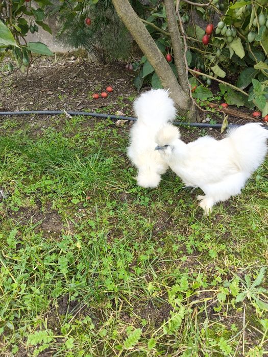 Galinha sedosas do Japão