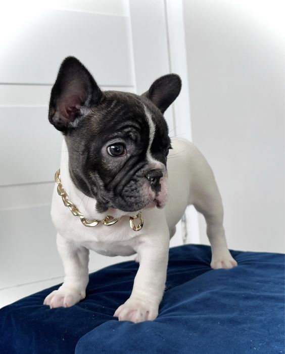 Buldog francuski piesek