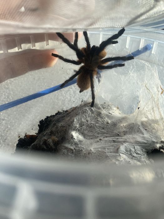 monocentropus balfouri 1.5dc