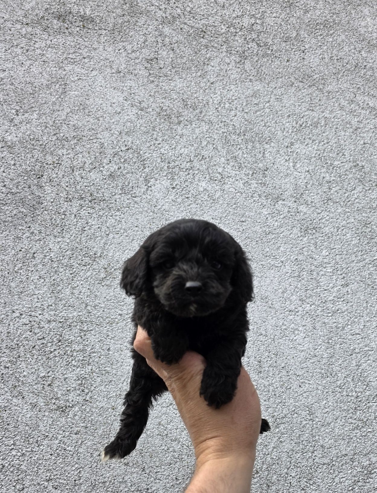 Cavapoo f1 suczka  czarna mini