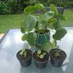 Pilea pieniążek polecam