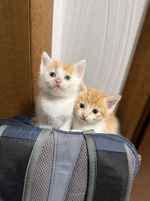 Кошенята шукають дім