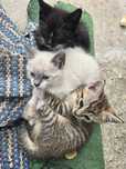 Gatinhos para adotar