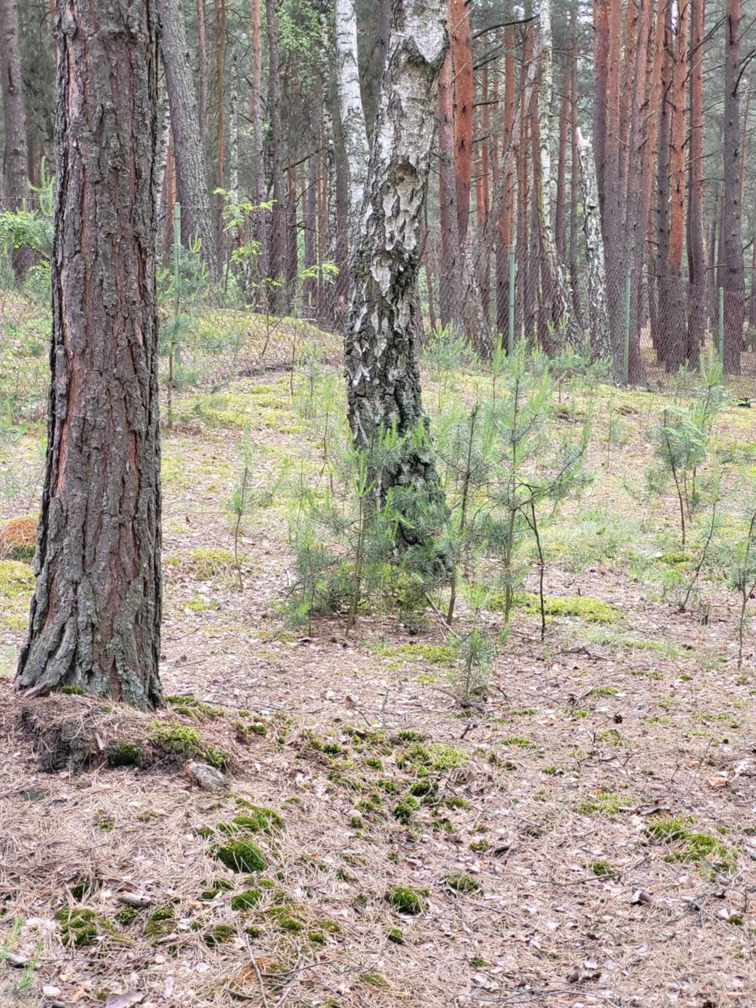 Działka 1680m Popowo