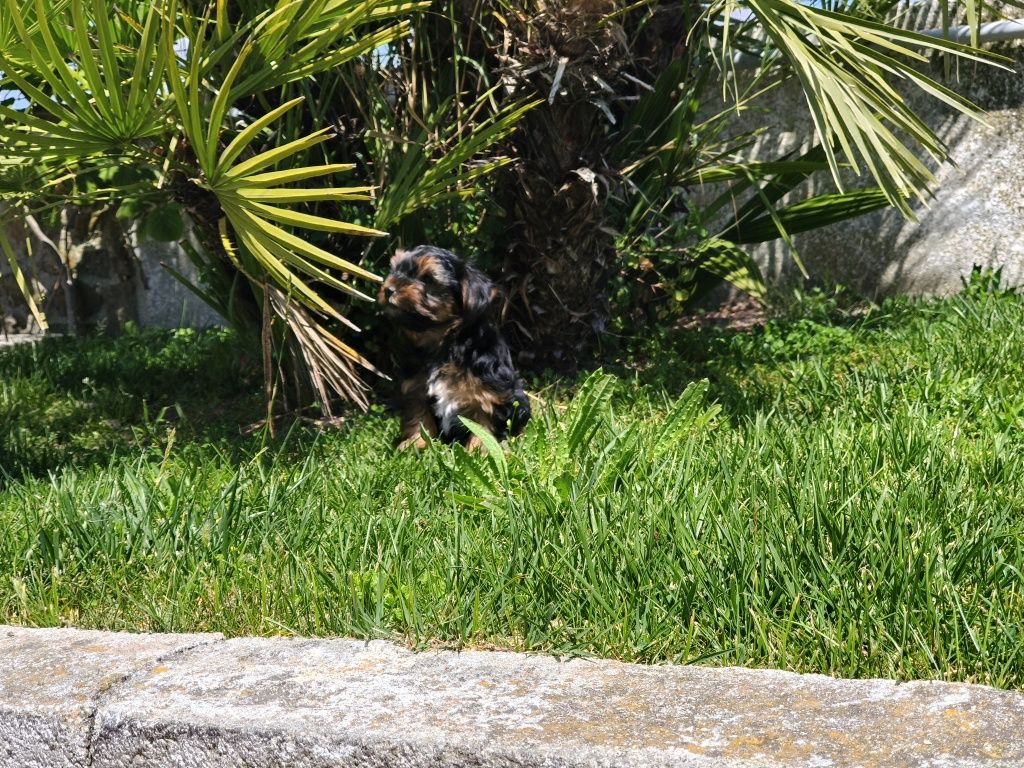 Yorkshire Terrier machinho