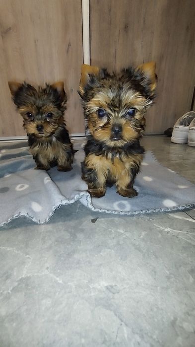 Yorkshire terrier miniaturka