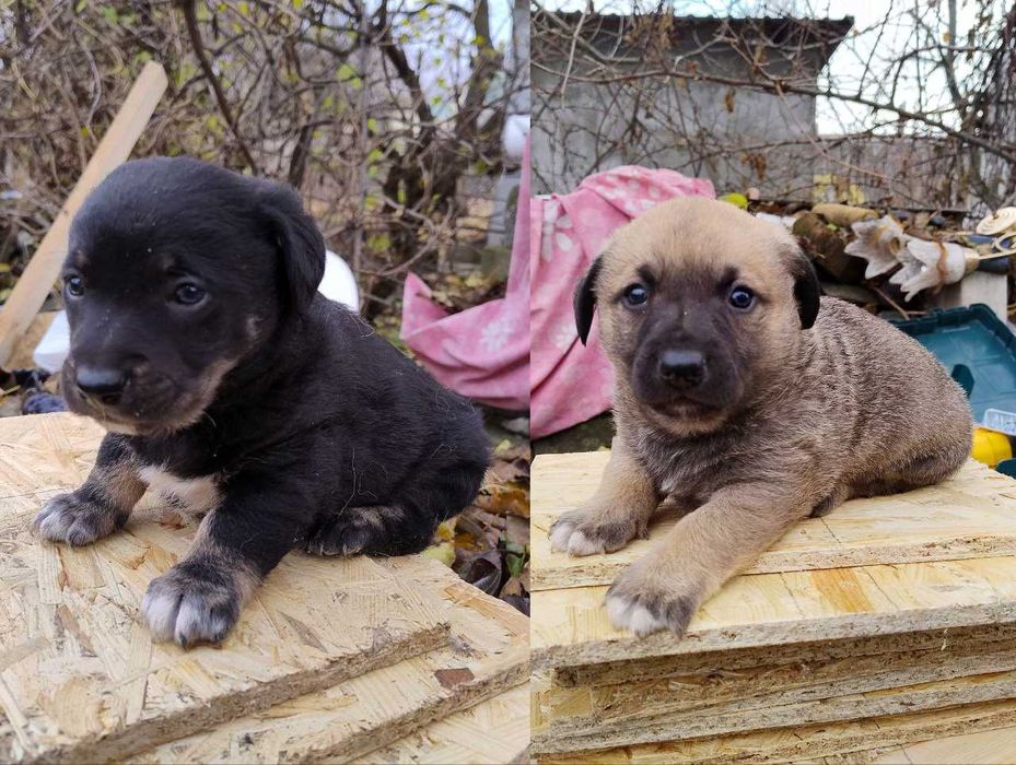 Грайливі цуценята! 2 Хлопчики! Віддам в хороші руки! БЕЗКОШТОВНО!