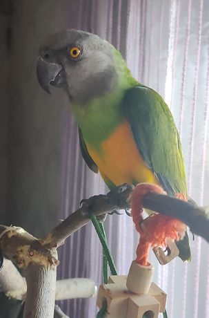 Синегальский попугай