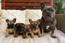 Buldog Francuski