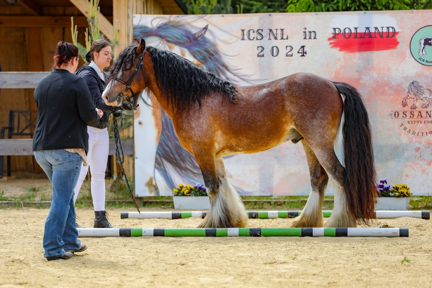 Ogier tinker, irish cob, Gypsy cob 140cm, licencja NSVT i ICS NL