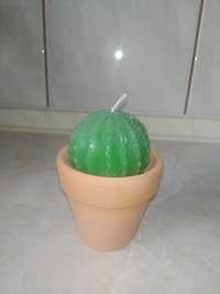 Święca kaktus pepco