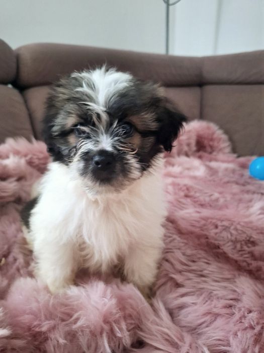 Piekny chlopczyk Shih Tzu Cacko czeka na dom