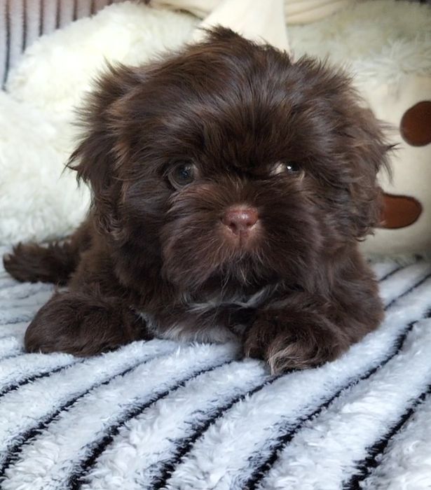 Shih Tzu śliczna czekoladowa 8 tygodniowa suczka