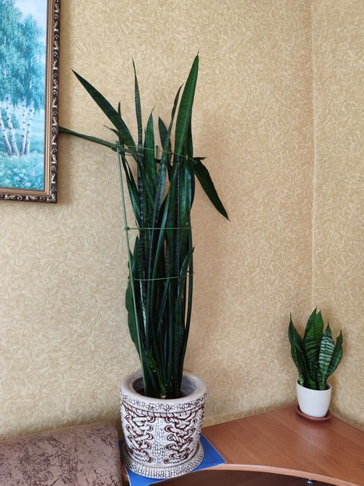 Сансев'єрія кімнатна