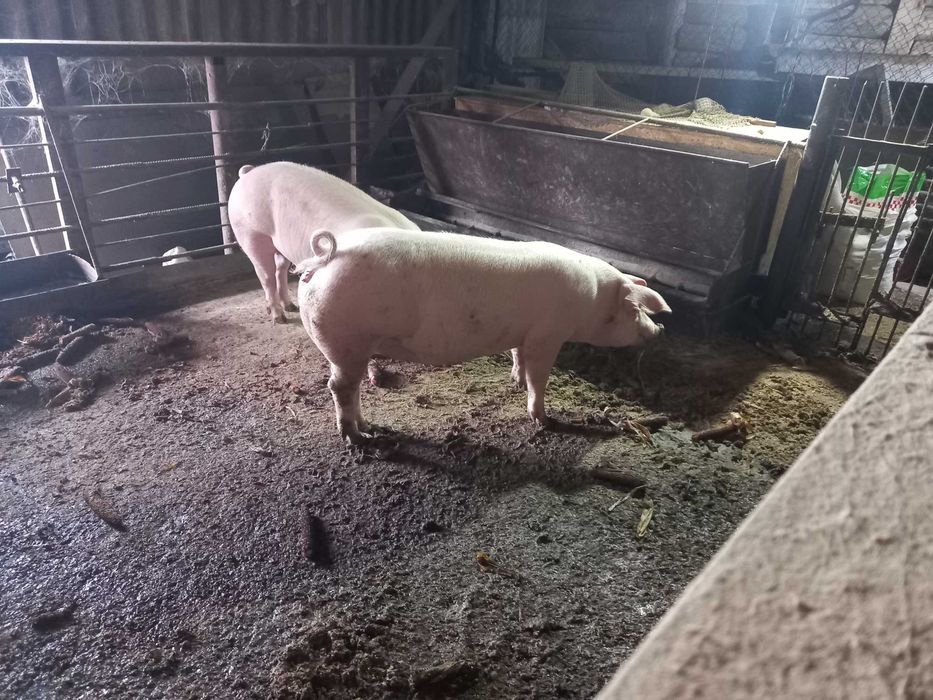 Продам свинку 100+.ефка.