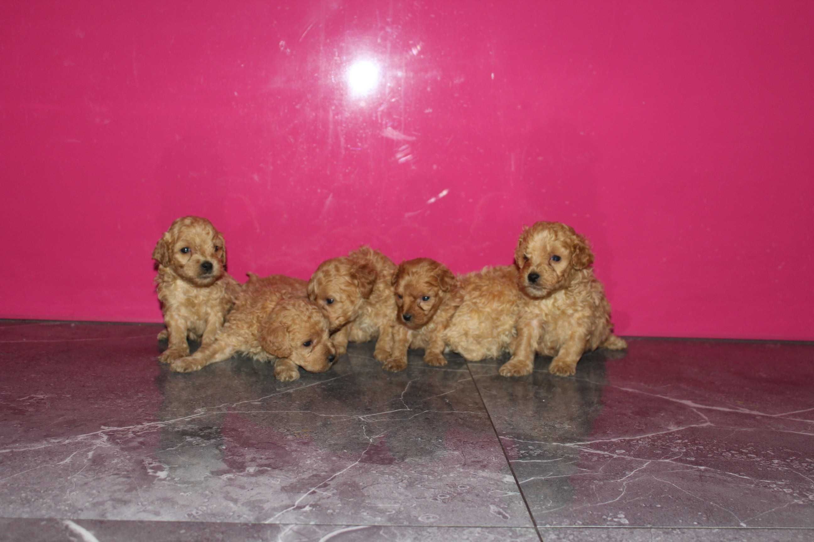 Maltipoo Maltańczyk i Pudel 2