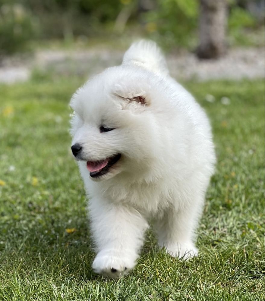 Piekny samoyed piesek