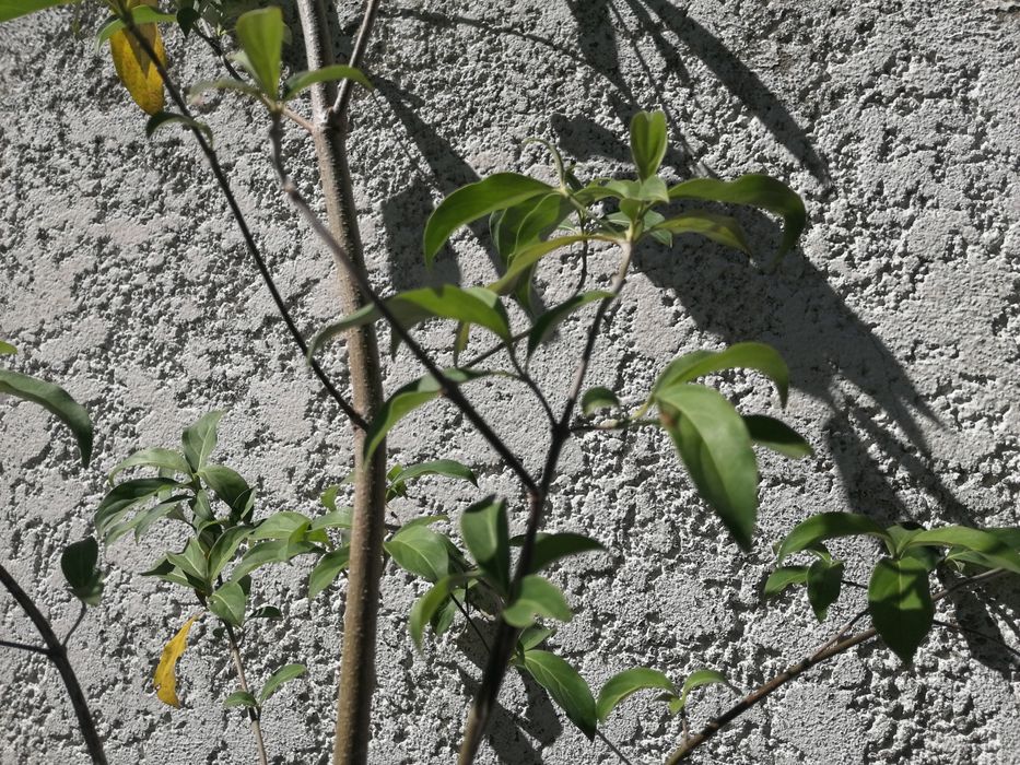 Arvore Cornus capitata  "Árvore-de-morangos-do-Himalaia"