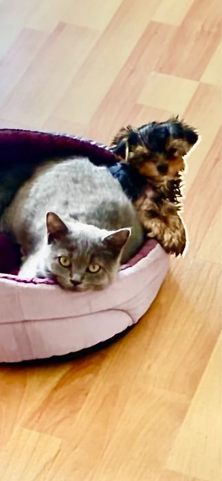 Йоркширский терьер