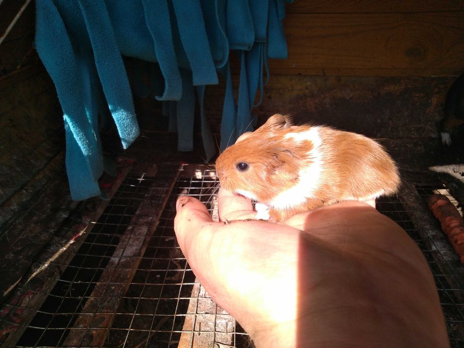 Swinki morskie młode